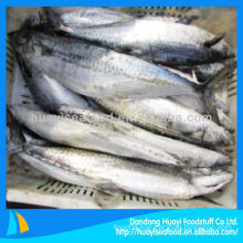 fresh spanish mackerel fish